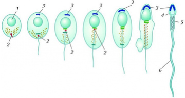 Строение хромосомного аппарата сперматозоида