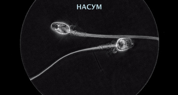 Метод исследования nasum